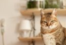 Mačke ne mogu da se naljute – NETAČNO
