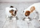Razlika između ishrane mačaka i pasa
