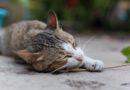 Da li mačja trava utiče na druge mačke