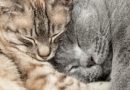 Istraživanje: I mace sanjaju