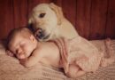 Psi poboljšavaju zdravlje beba