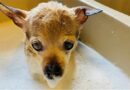 Uginuo najstariji pas na svetu: “Provela je život voljena i uživajući u kantri muzici”