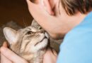 Mačke po tonu glasa prepoznaju vlasnika  