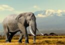 Uginula poznata kenijska slonica