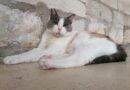Priča o “najpoznatijoj hrvatskoj mački” dobila srećan kraj