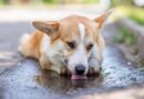 Nije dobro da pas pije vodu iz bara