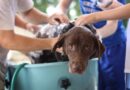Šampon za suvo pranje pasa – koliko ga koristiti, da li je zdrav… (VIDEO)