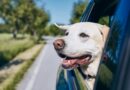 Istraživanje kaže da je psima prijatnije u električnim automobilima nego u dizelašima