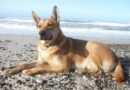 Karolinski pas: Čuvar, snalažljiv i razigran