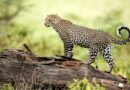 Ženku persijskog leoparda ubio mužjak