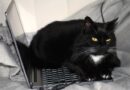 mačka-laptop-tastatura