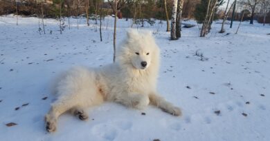 samojed-pas-zima-sneg