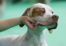 Neobično: Istraživanja pokazala kako pas može da otkrije da vas partner vara