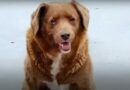 Upoznajte Bobija, najstarijeg psa na svetu ikada (VIDEO)