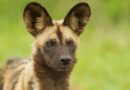 Ugrožen opstanak afričkih divljih pasa