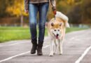 Istraživanje: Šetnja sa psom donosi mir