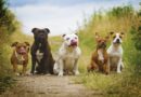 Moguće uvođenje poreza na pse u Srbiji