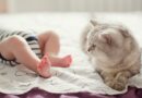 Mačka i beba – da, moguće je