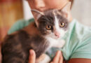 Udomljavanje mačke: Pripremiti se za novog ukućanina