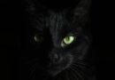 Nešto o crnim mačkama što niste znali