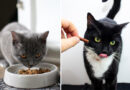 Osetljivost na hranu kod mačaka