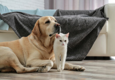 Pansion za životinje Foto:Shutterstock