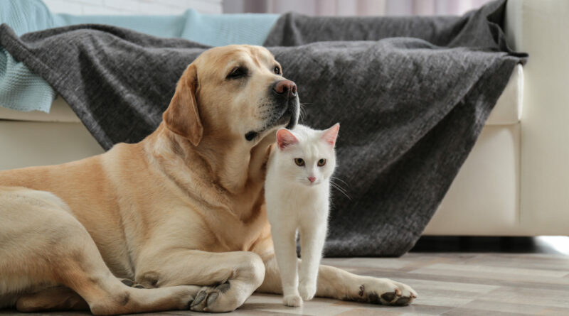 Pansion za životinje Foto:Shutterstock