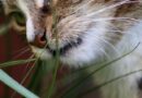 Mačka jede travu: zašto?