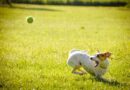 Ako ste se pitali zašto psi toliko vole igru bacanja i donošenja lopte