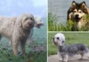 Rase pasa koje izumiru – od nekih je ostalo veoma malo primeraka