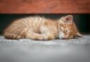 Kako zaštititi mačke od toplotnog udara?