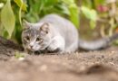 Mačji lovni instinkti: Održavanje prirodnih potreba kroz igru i aktivnosti