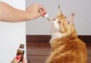 Kako brzo i bezbedno dati terapiju mački