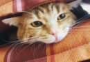 Promene ponašanja kod mačaka: Razumevanje uzroka i pomoć