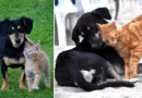 Iz Uprave za veterinu tvrde da “neće biti eutanazije napuštenih pasa i da nema razloga za zabrinutost”