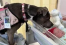Velika Britanija: Bolnica prvi put dozvolila psu da prisustvuje porođaju svoje vlasnice