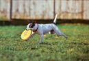 Frizbi – zabavna aktivnost za srećnog i aktivnog psa