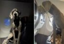 Vlasnik psa platio je tri sedišta u avionu kako bi leteo zajedno sa svojom nemačkom dogom