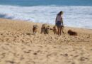 Top 7 plaža za odmor sa psom u Grčkoj