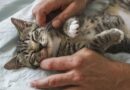 Sve što niste znali o masaži za mace