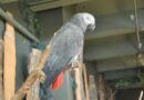 Razgovor sa veterinarom: Žako – afrički sivi papagaj