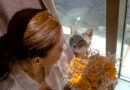 Da li znate nešto o aromaterapiji za mace?
