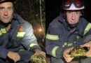 Ljudi velikog srca: Vatrogasci u Knjaževcu spasili kornjaču tokom šumskog požara