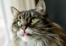 Mačka plazi jezik – pitate se zbog čega