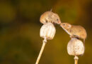 Činjenice o miševima koje niste znali