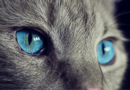 Zašto mace imaju uspravne zenice – 10 činjenica o mačjim očima