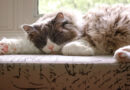 Mačke u proseku provedu dve trećine dana spavajući