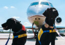 Na aerodromu u Istanbulu – terapeutski psi smiruju ljude pre leta