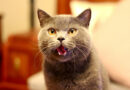 Održavanje dentalne higijene kod mačke?