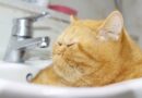 Jedno od omiljenih mesta za spavanje za mace je – lavabo